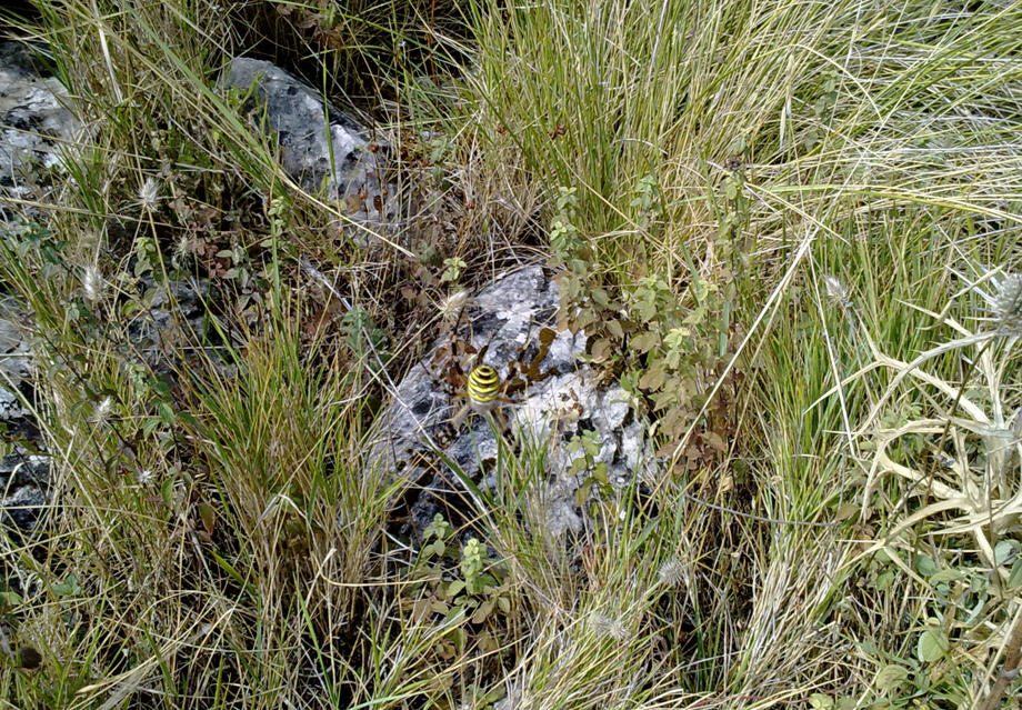Argiope bruennichi